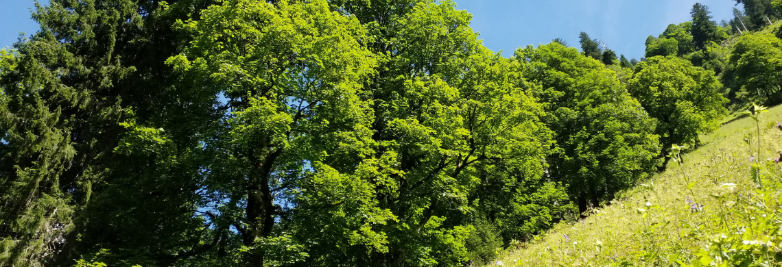 Symbolbild einer Wiese mit B&auml;umen.